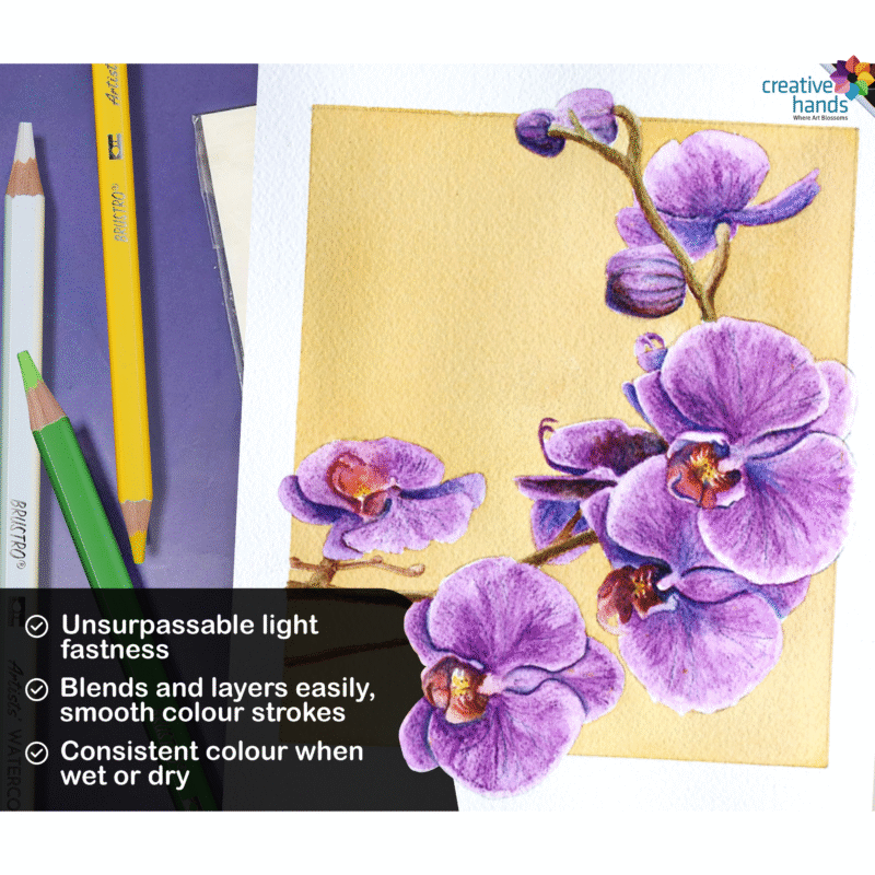 BRUSTRO Artists Watercolour Pencil |Set of 24 (in Elegant tin Box)|Ideal for Artists, Students, Drawing,Colouring,Painting on Paper, water soluble, Professional Quality, Break-resistant,Vibrant Colors - Image 2