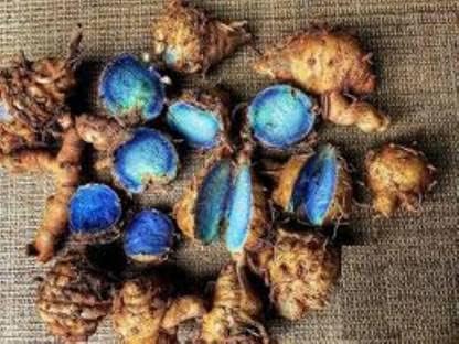 GABHISMEEN Original Kali Haldi or Black Turmeric or Narkachur or Narkachoor Raw and Natural (100 gram)