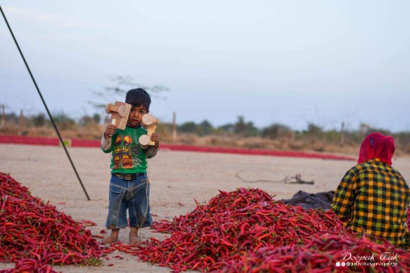 Shirish Masala Whole Mathania Red Chilli (Lal Mirch)(Stemless) 1 Kg,Sortex Clean, 70 Years Of Trust - Image 2