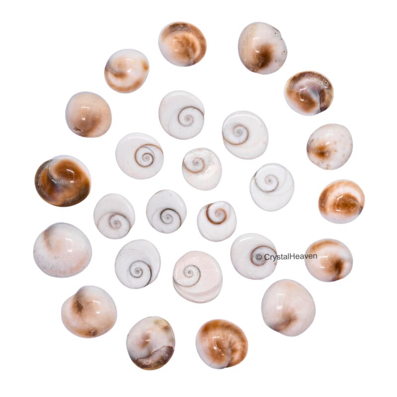 Certified Gomati Chakra Original River Stones - 11 Pieces Gomti Chakra Original from Gomathi River Dwarka (11 Pieces) - Image 2