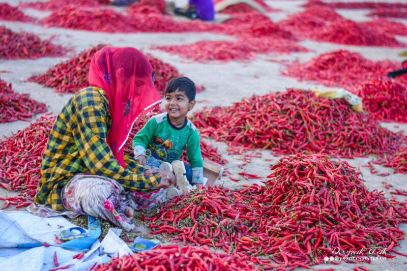 Shirish Masala Whole Mathania Red Chilli (Lal Mirch)(Stemless) 1 Kg,Sortex Clean, 70 Years Of Trust - Image 5
