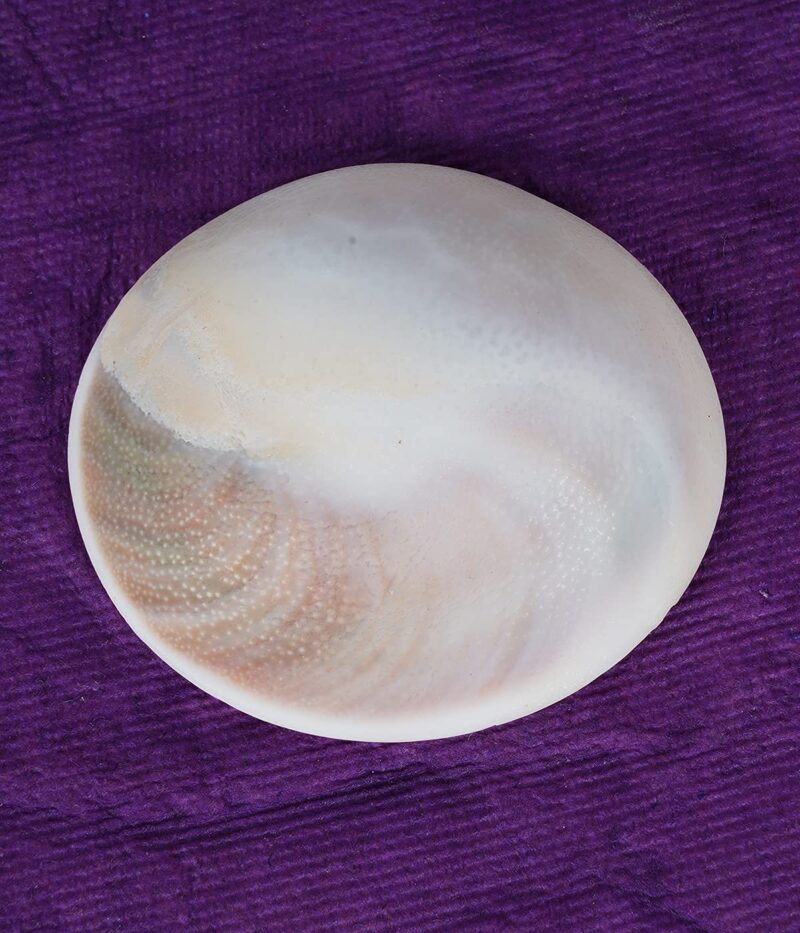 Raja Gomati Chakra 35 mm Big Size Original Natural Gomathi Chakram for Vishnu Mahalakshmi Pooja, Stone - Image 2