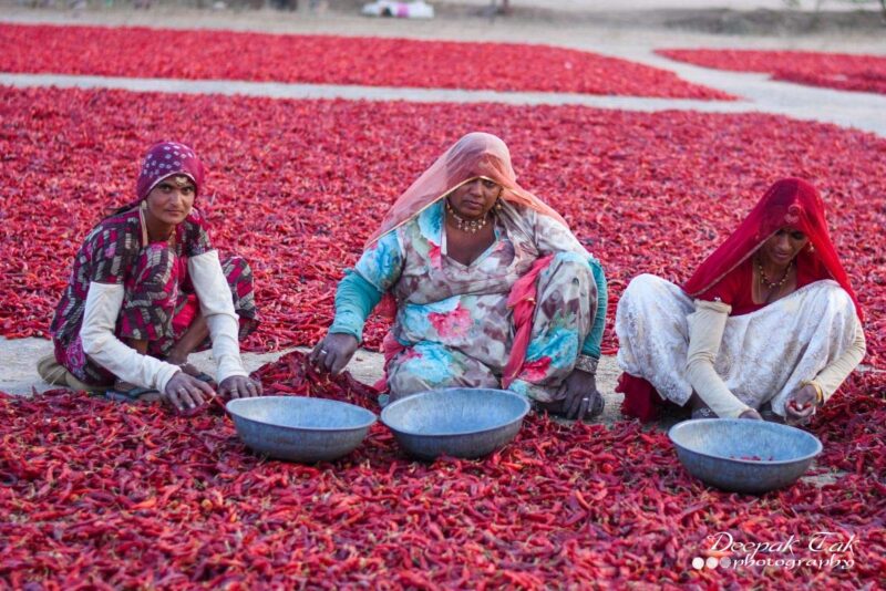 Shirish Masala Whole Mathania Red Chilli (Lal Mirch)(Stemless) 1 Kg,Sortex Clean, 70 Years Of Trust - Image 4