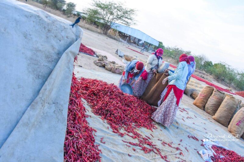 Shirish Masala Whole Mathania Red Chilli (Lal Mirch)(Stemless) 1 Kg,Sortex Clean, 70 Years Of Trust - Image 3