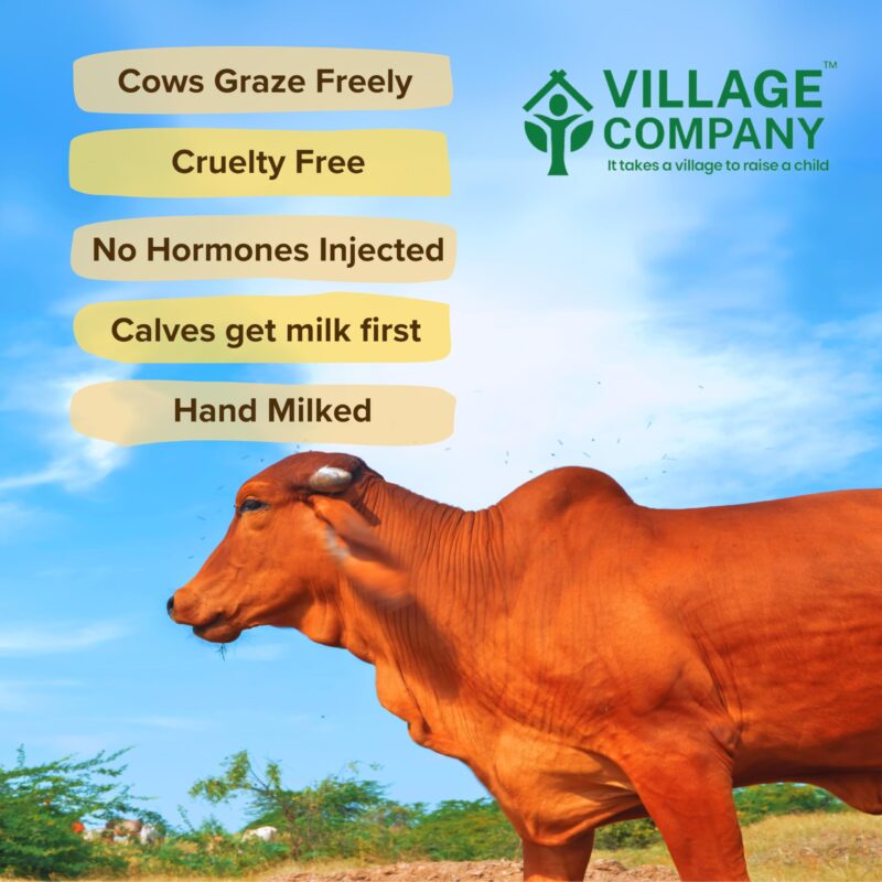 Village Company A2 Cow Desi Ghee 500ML | Gir Ghee Vedic Bilona Method | Organic Pure Natural | Two Way Curd Churned - Best Farm Fresh Grass Fed Cattle Milk | India Lab Certified | Glass Jar Half Litre - Image 3