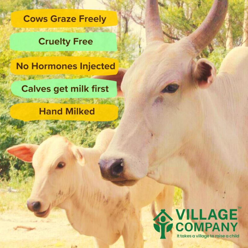 Village Company A2 Bilona Desi Cow Ghee | Bilona Method | Premium, Organic, Traditional | Grass Fed | Kangayam Desi Cow | Lab-Certified | Glass Jar 1L - Image 8