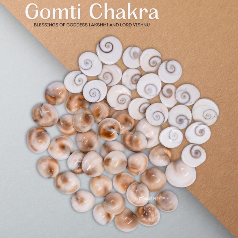 Certified Gomati Chakra Original River Stones - 11 Pieces Gomti Chakra Original from Gomathi River Dwarka (11 Pieces) - Image 4